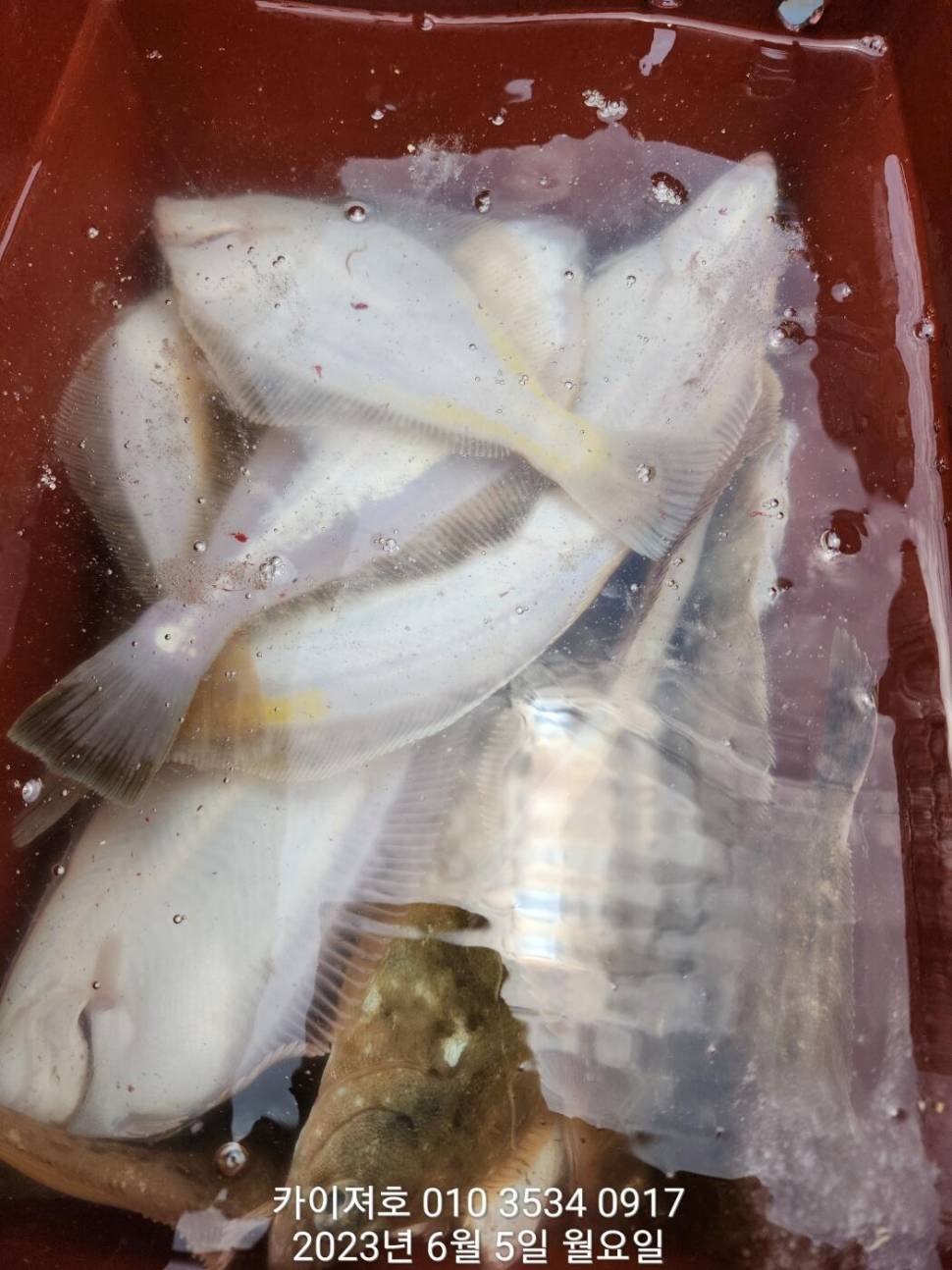 5일 아따 대단해요ㅎ (조황조행기 - 바다선상조황)