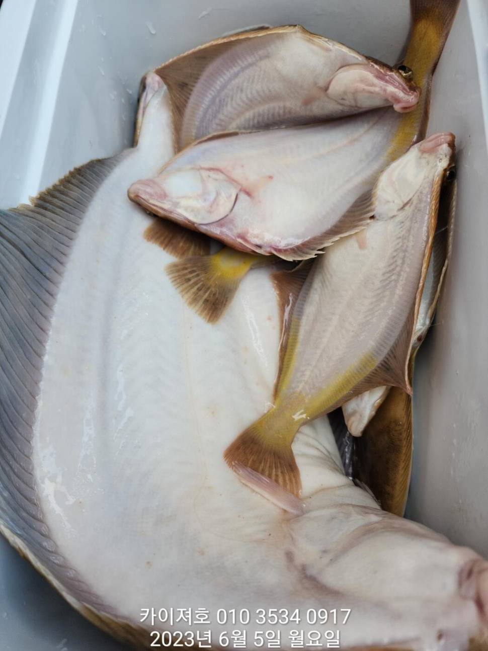 5일 아따 대단해요ㅎ (조황조행기 - 바다선상조황)