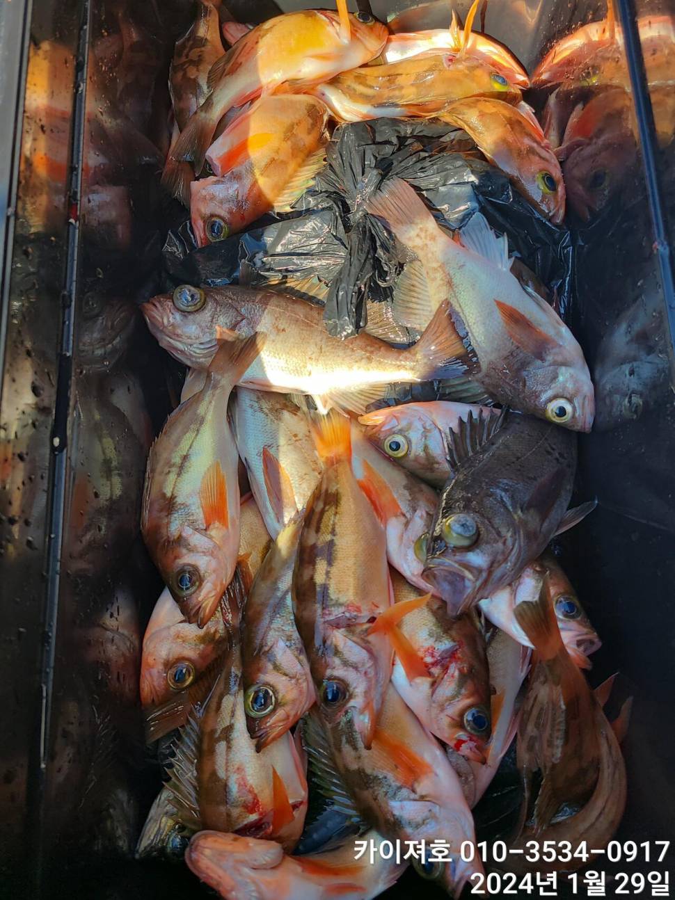 29일오전 볼락 열기 쿨러가 두둑 합니다 (조황조행기 - 바다선상조황)