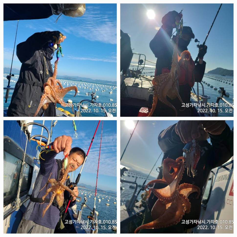 돌문어 2kg오버까지 조황 (조황조행기 - 바다선상조황)