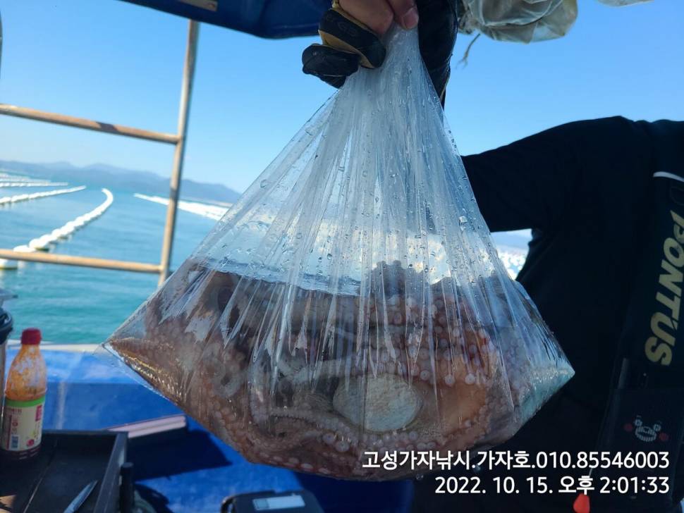 돌문어 2kg오버까지 조황 (조황조행기 - 바다선상조황)