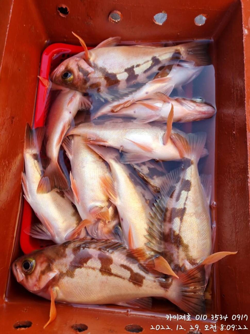 29일타작 (조황조행기 - 바다선상조황)