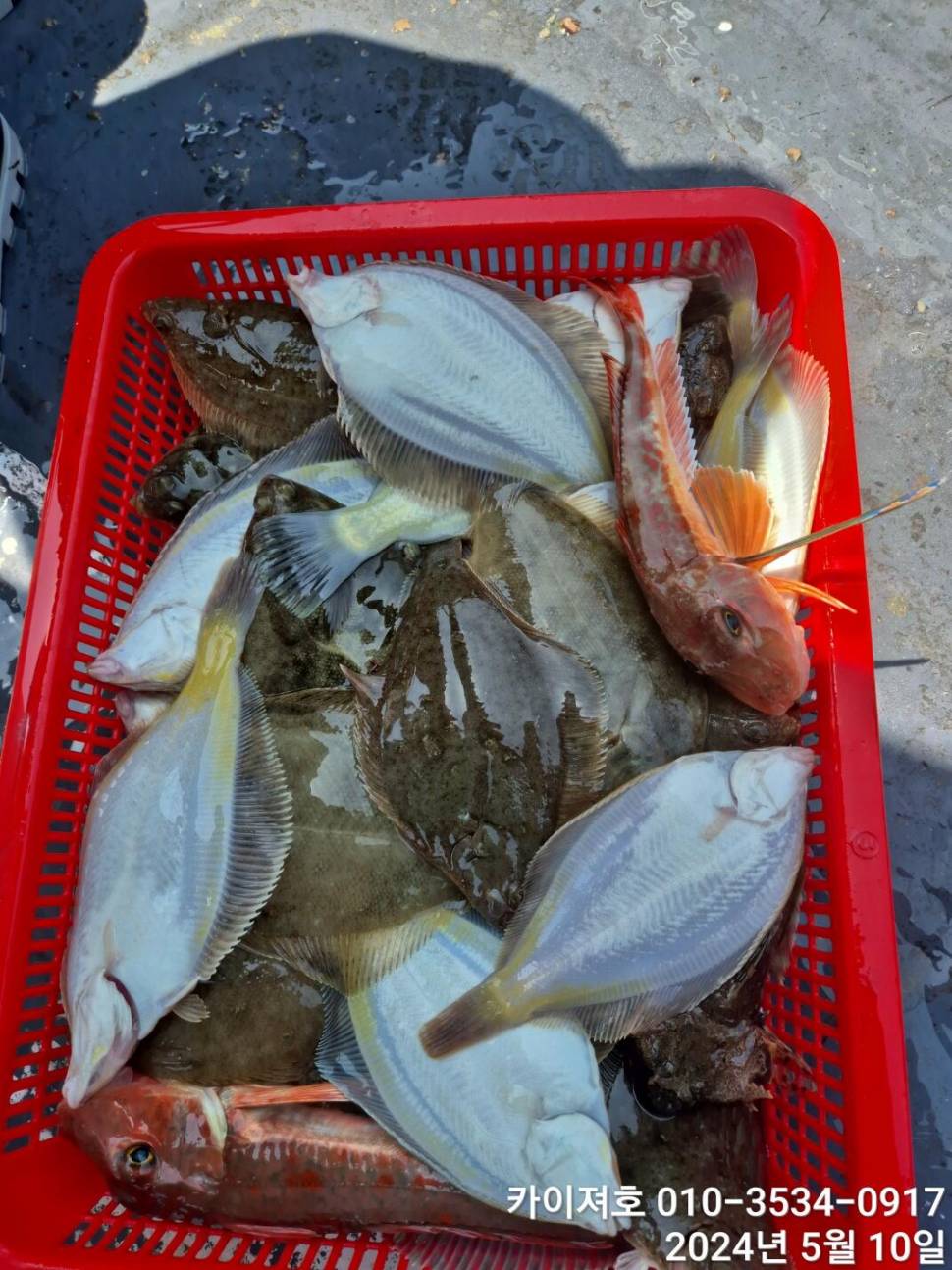 10일왕도다리참가자미 많이 잡았어요 (조황조행기 - 바다선상조황)