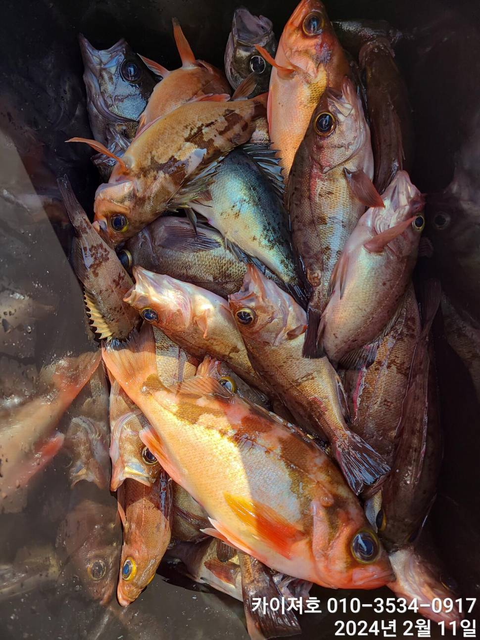 14일왕도다리참가자미 대박볼락열기 목요일 오전 (조황조행기 - 바다선상조황)