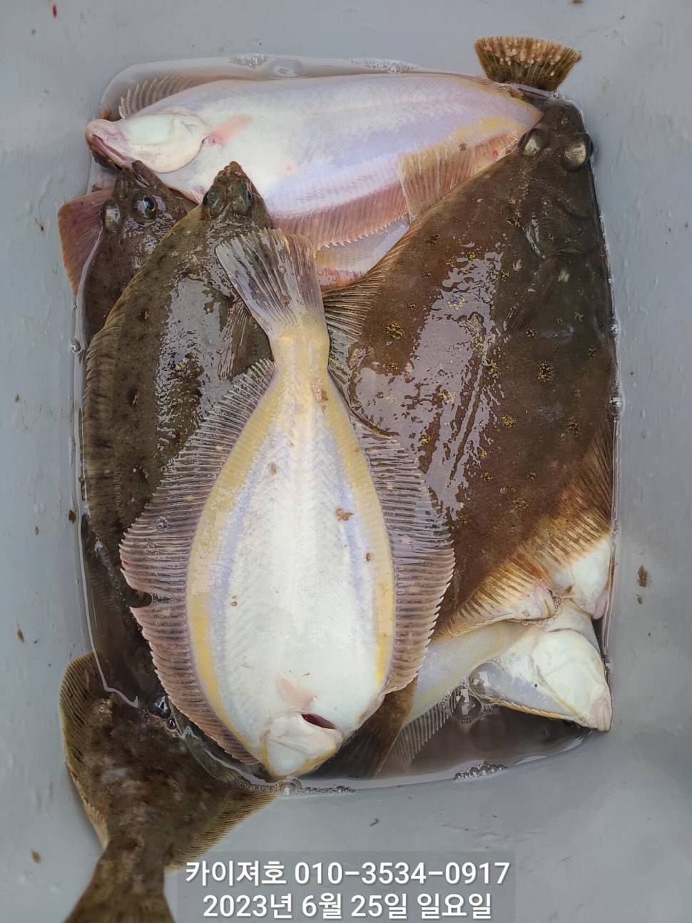 28일오전 도다리차마가자미 우당탕탕탕 (조황조행기 - 바다선상조황)