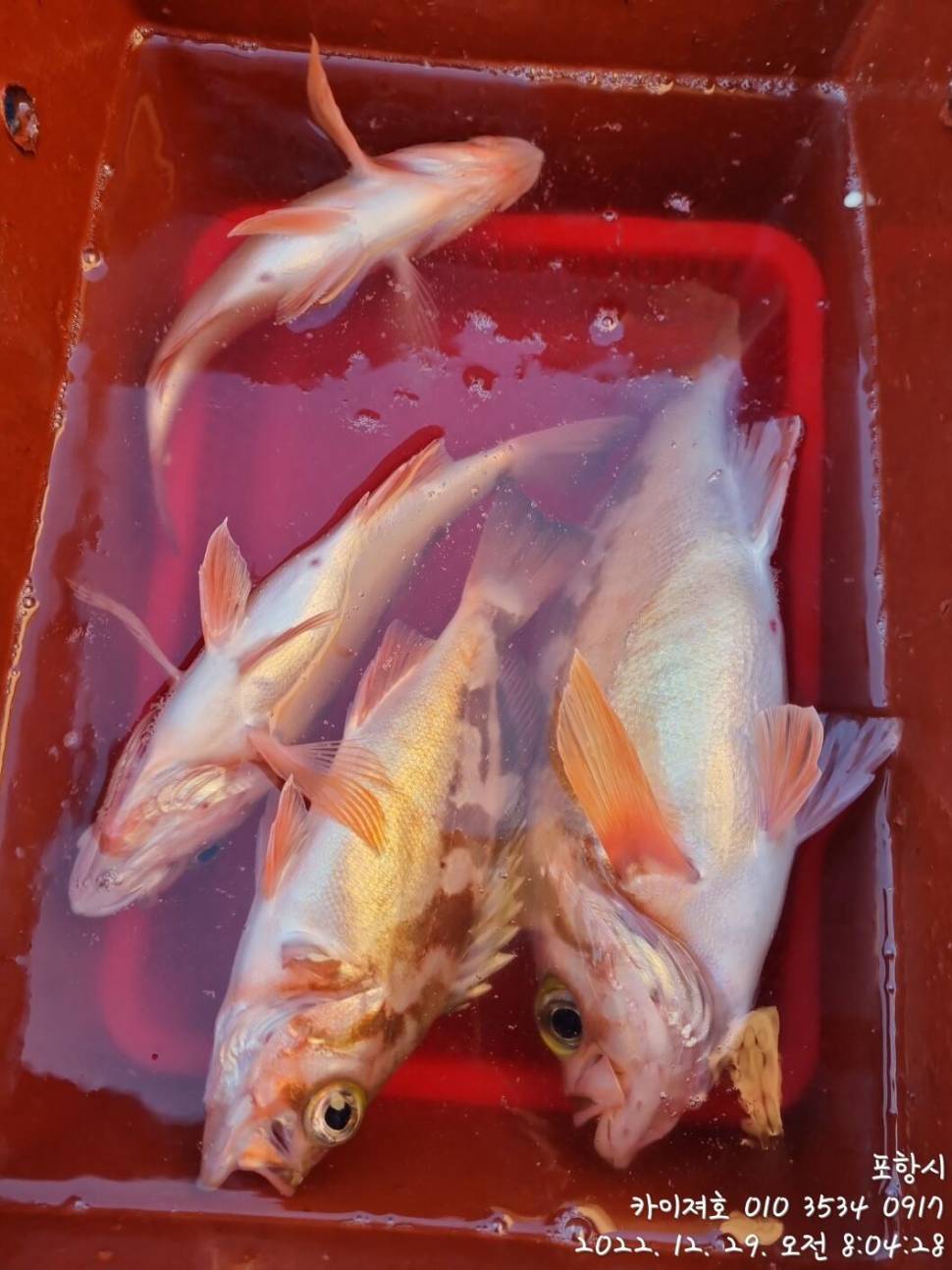 29일타작 (조황조행기 - 바다선상조황)