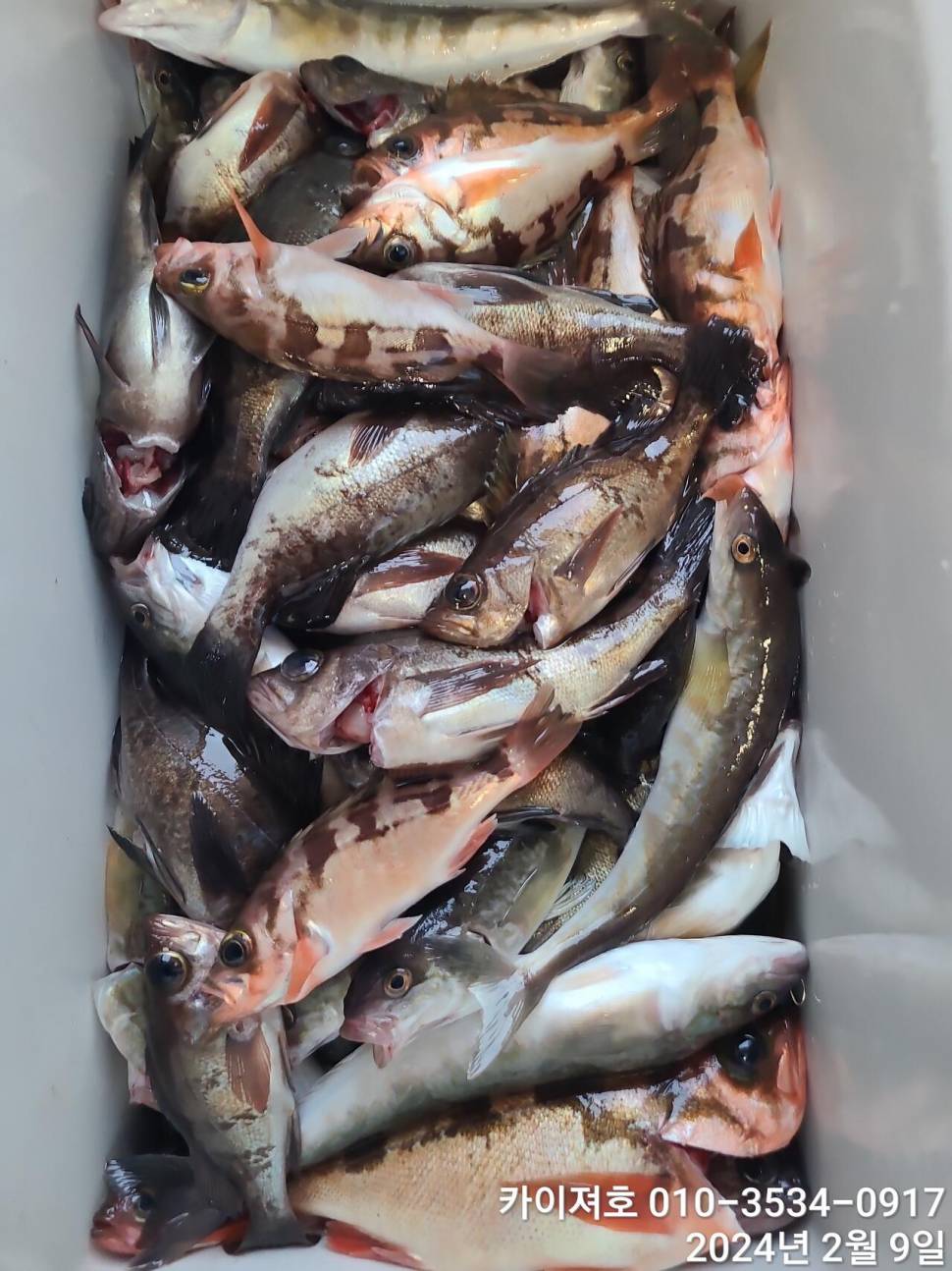 14일왕도다리참가자미 대박볼락열기 목요일 오전 (조황조행기 - 바다선상조황)