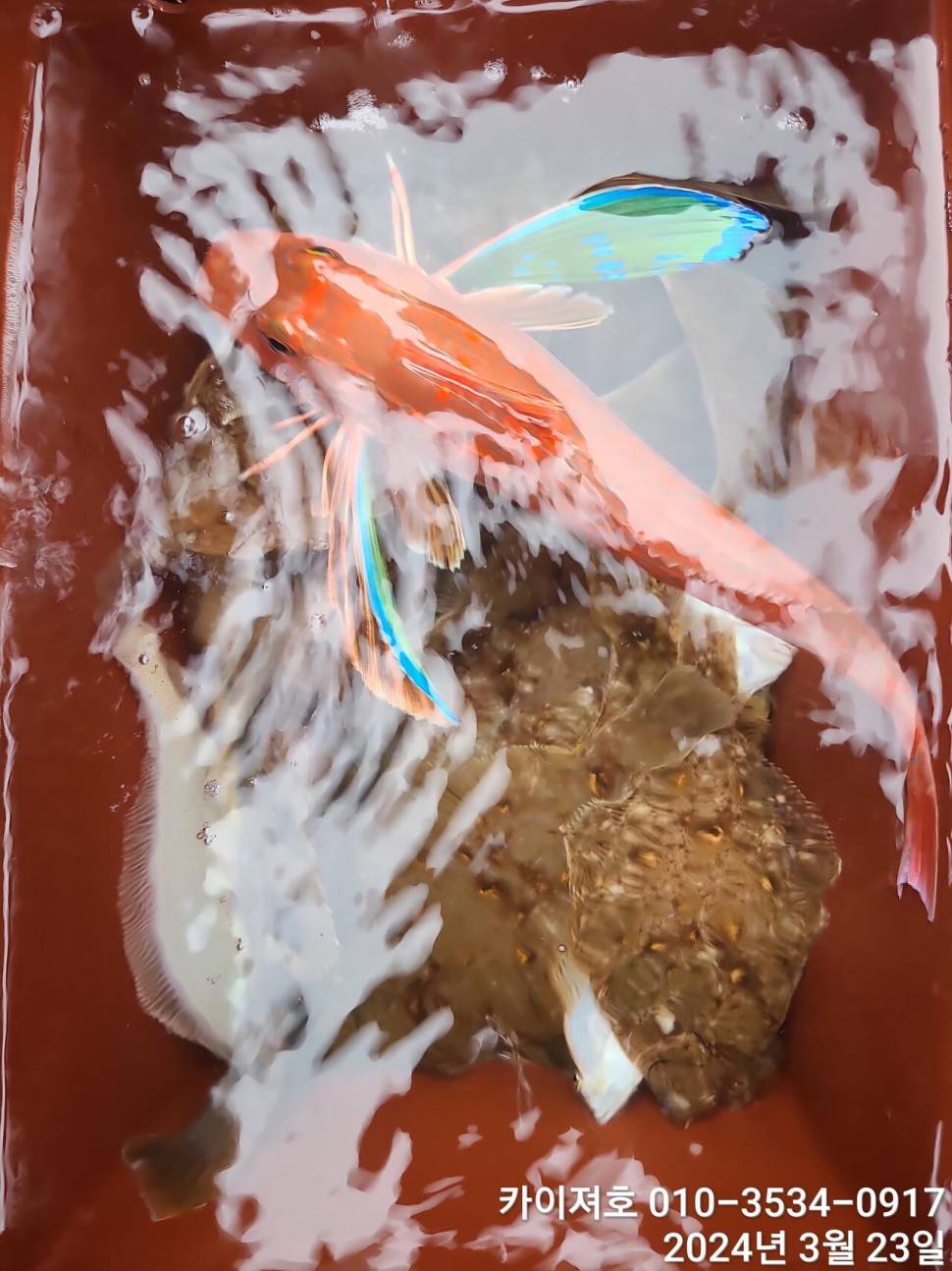 23일오후 대폭발 타작 (조황조행기 - 바다선상조황)