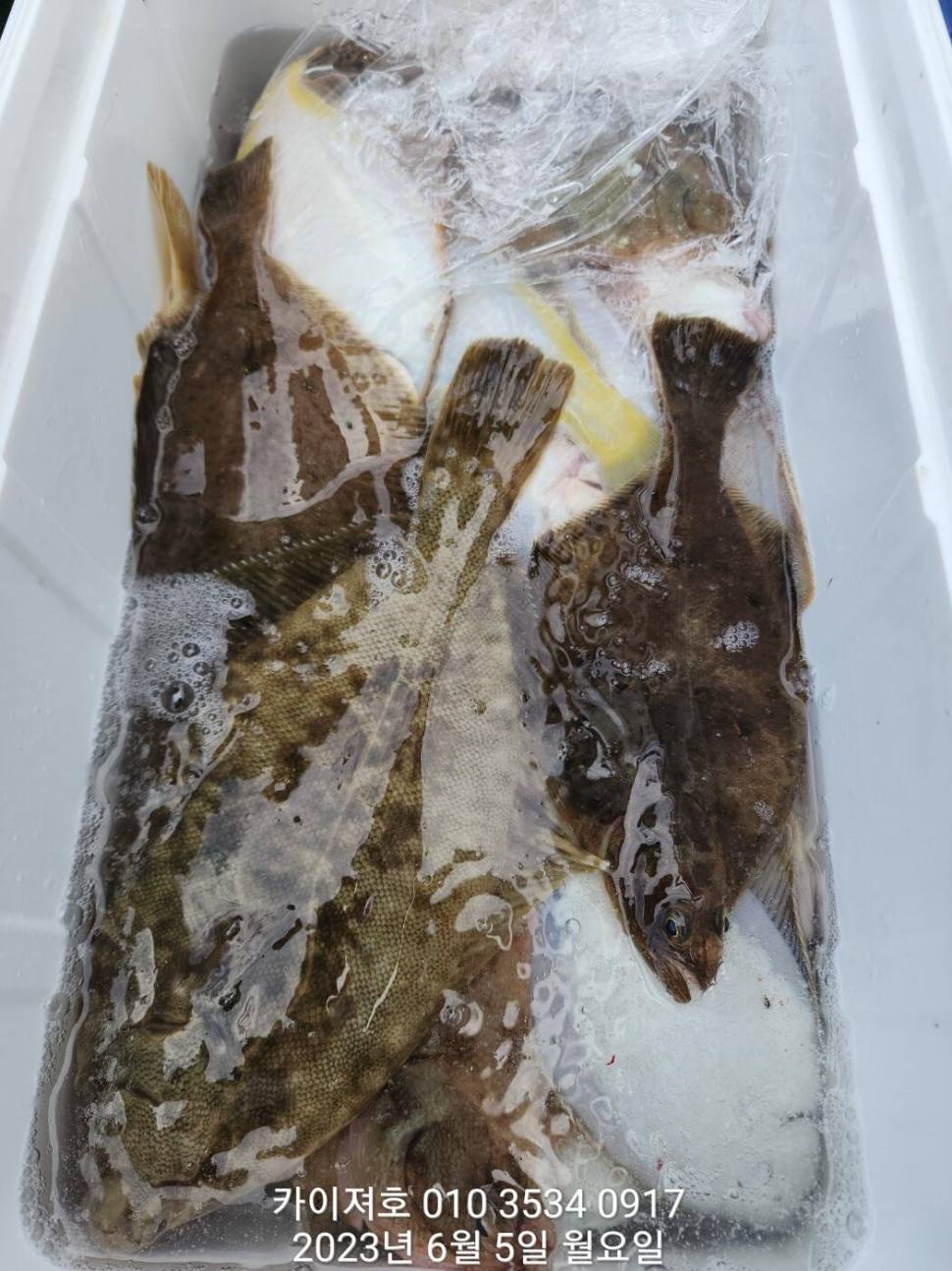 5일 아따 대단해요ㅎ (조황조행기 - 바다선상조황)