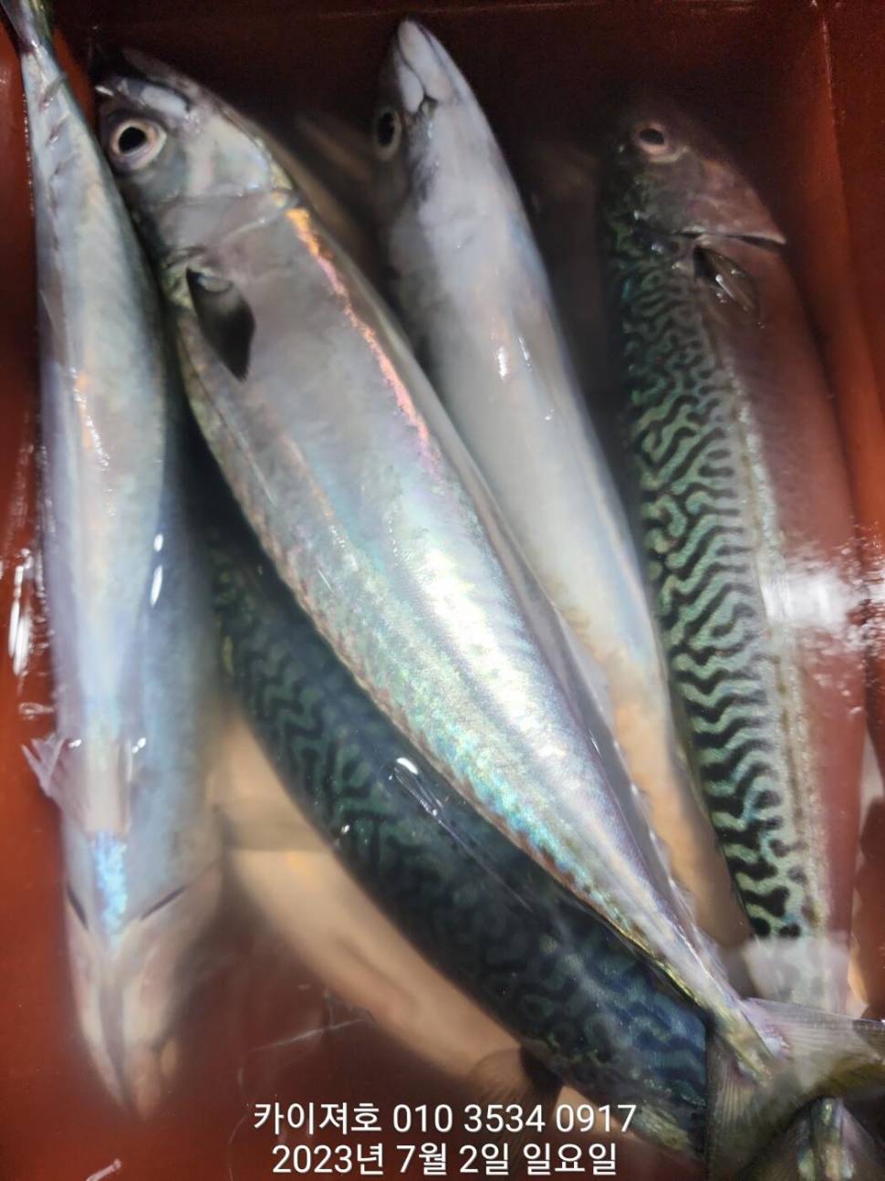 2일찌릿찌릿 손맛 명품 왕고등어 (조황조행기 - 바다선상조황)