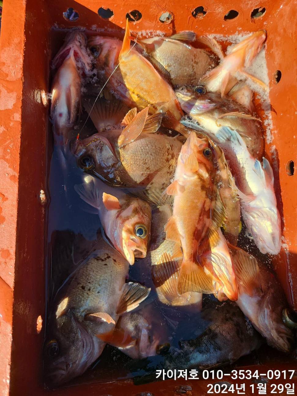 29일오전 볼락 열기 쿨러가 두둑 합니다 (조황조행기 - 바다선상조황)