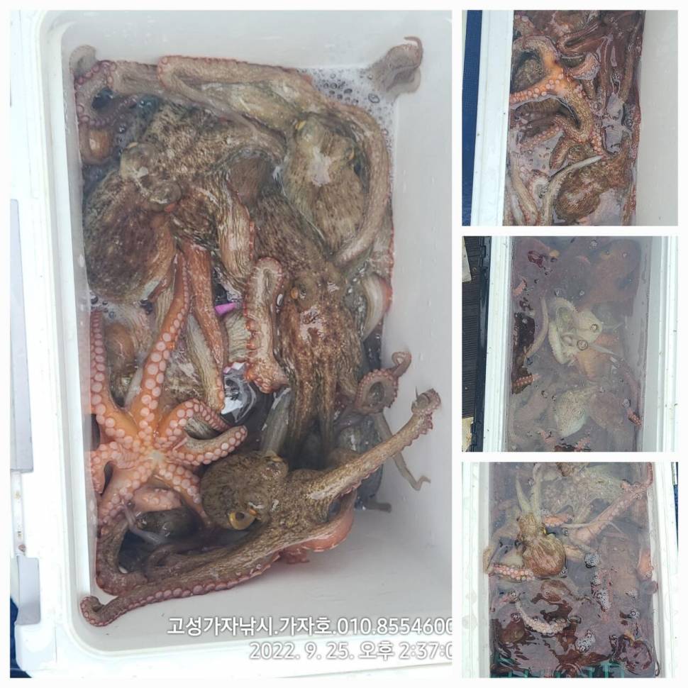 돌문어 초대박 조황 (조황조행기 - 바다선상조황)