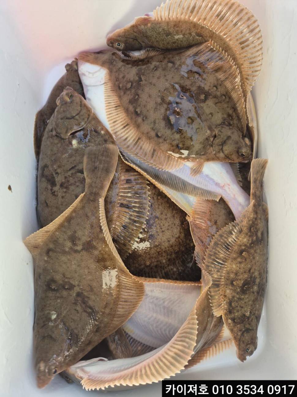11일오후 도다리참가자미 여유자리 많아요 (조황조행기 - 바다선상조황)