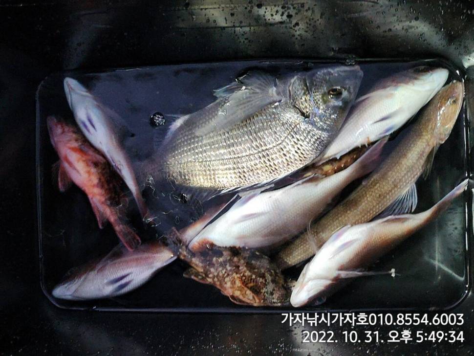 감성돔참돔 선상 갯바위 조황 (조황조행기 - 바다선상조황)