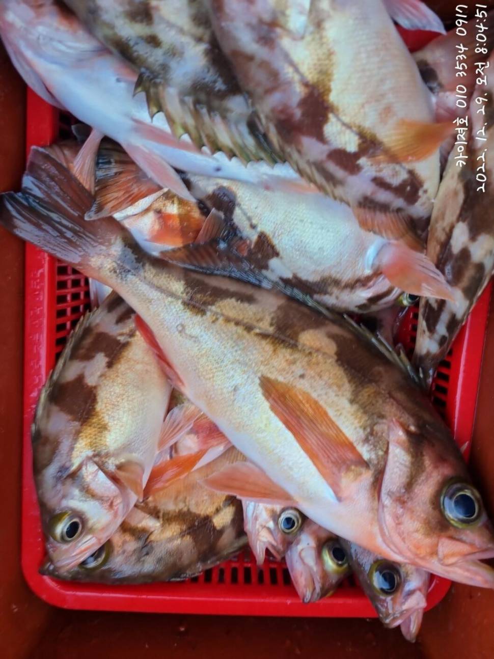 29일타작 (조황조행기 - 바다선상조황)