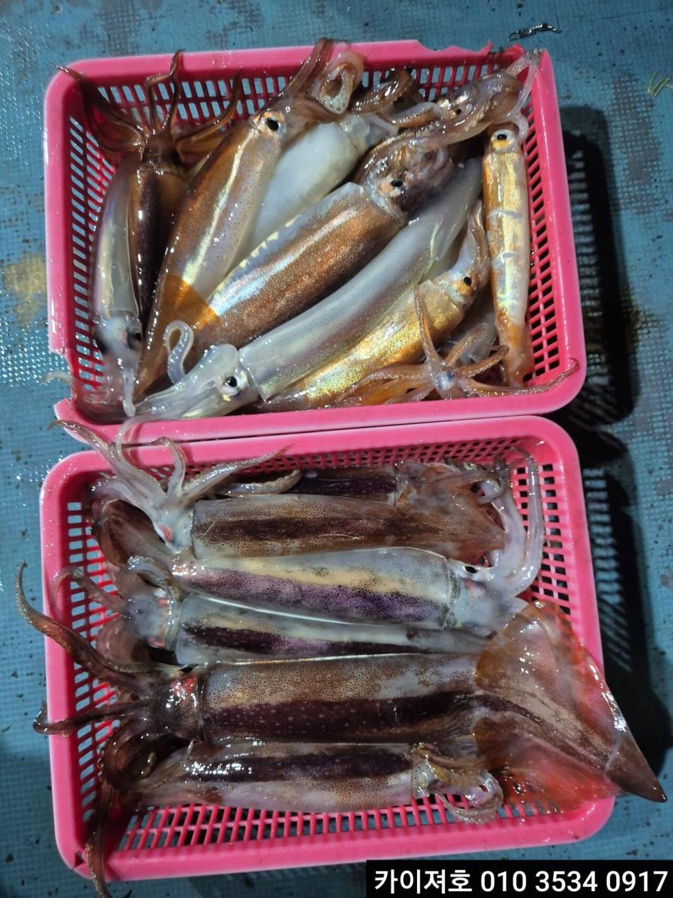 21일야간 오징어 조황 (조황조행기 - 바다선상조황)
