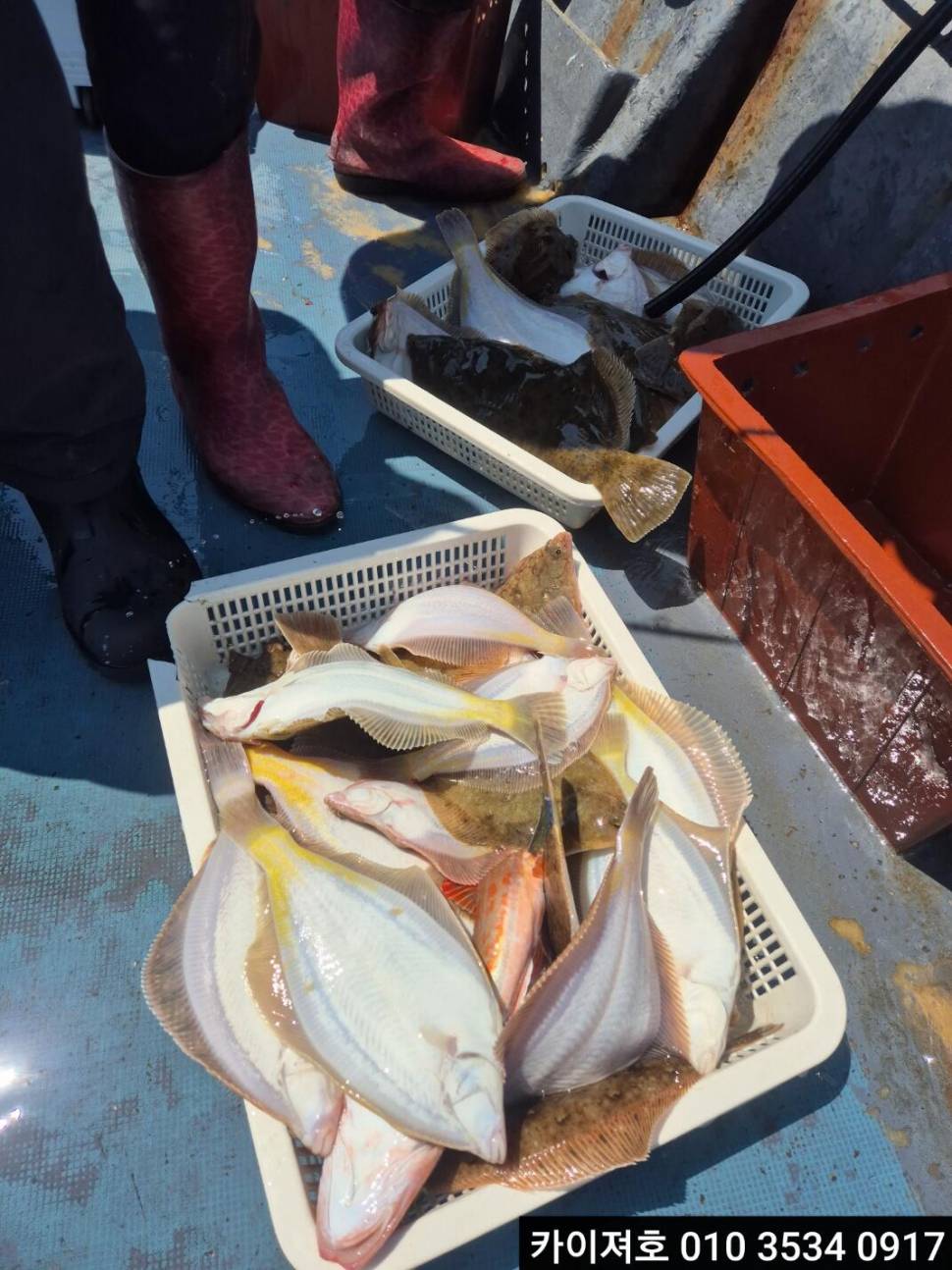 7일오전 왕도다리 참가자미 조황 (조황조행기 - 바다선상조황)