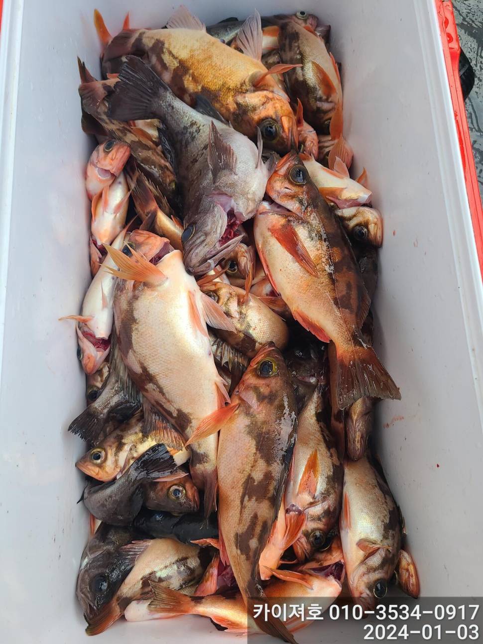 3일오전 완전 쓸어 담았네 왕볼락 볼락 열기 (조황조행기 - 바다선상조황)