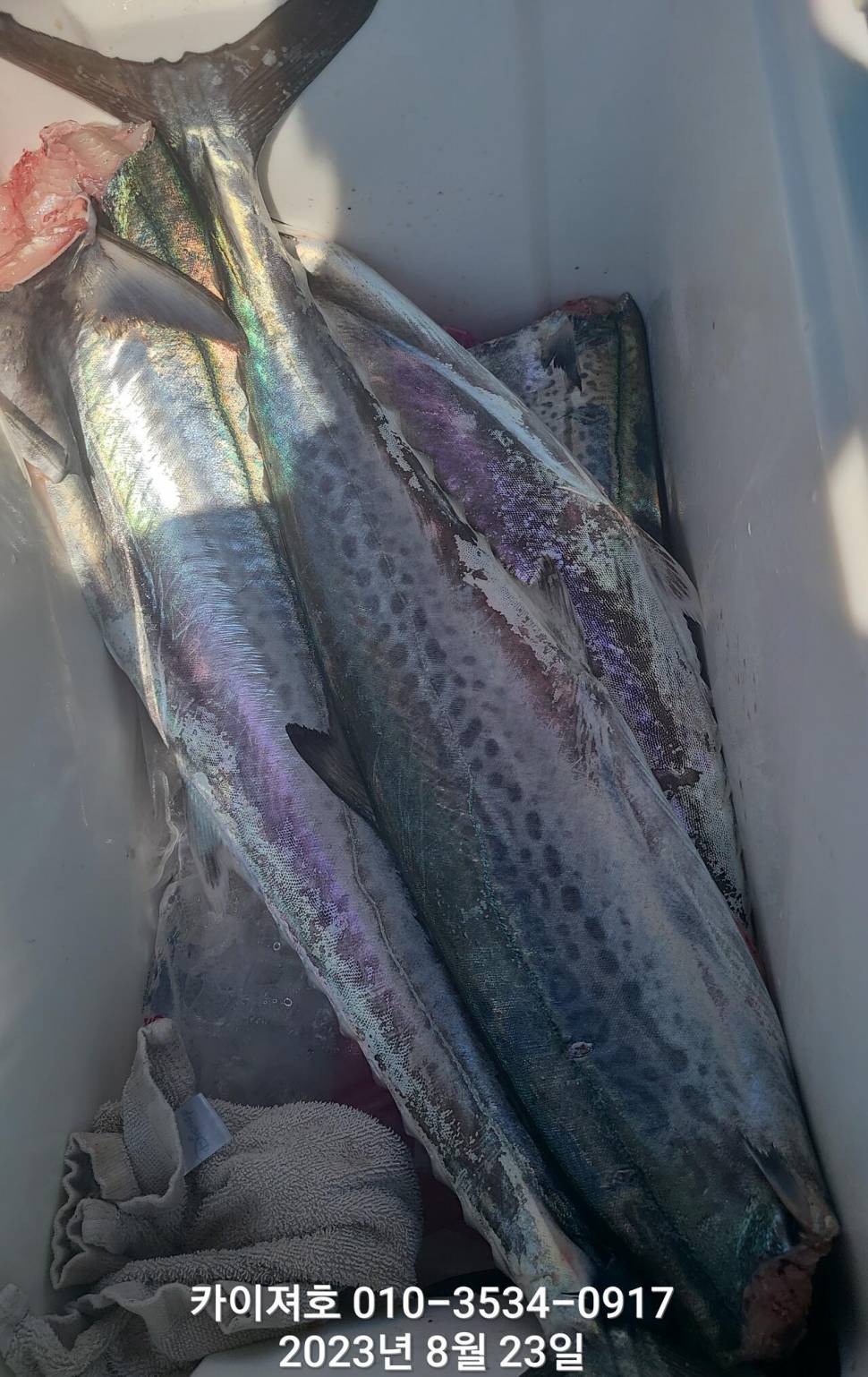 23일타작 마무리 (조황조행기 - 바다선상조황)
