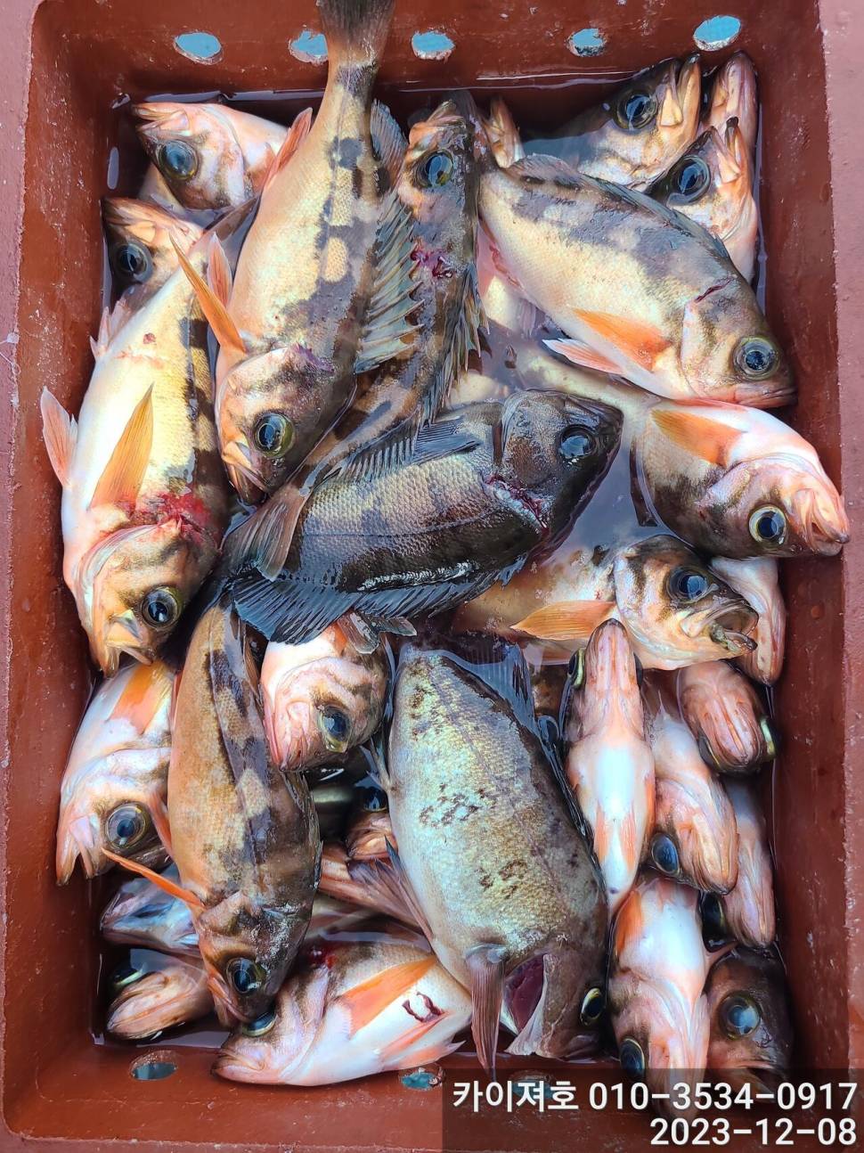 8일오전도 줄줄이 열기 타작 입니다 (조황조행기 - 바다선상조황)