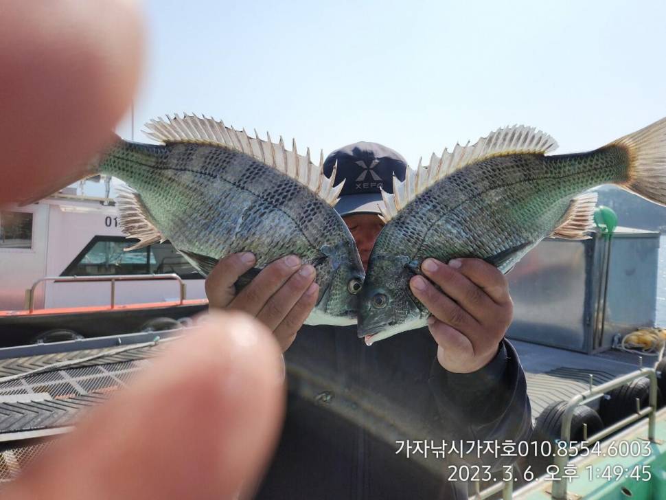 묵직한 손맛 감성돔입니다 (조황조행기 - 바다선상조황)