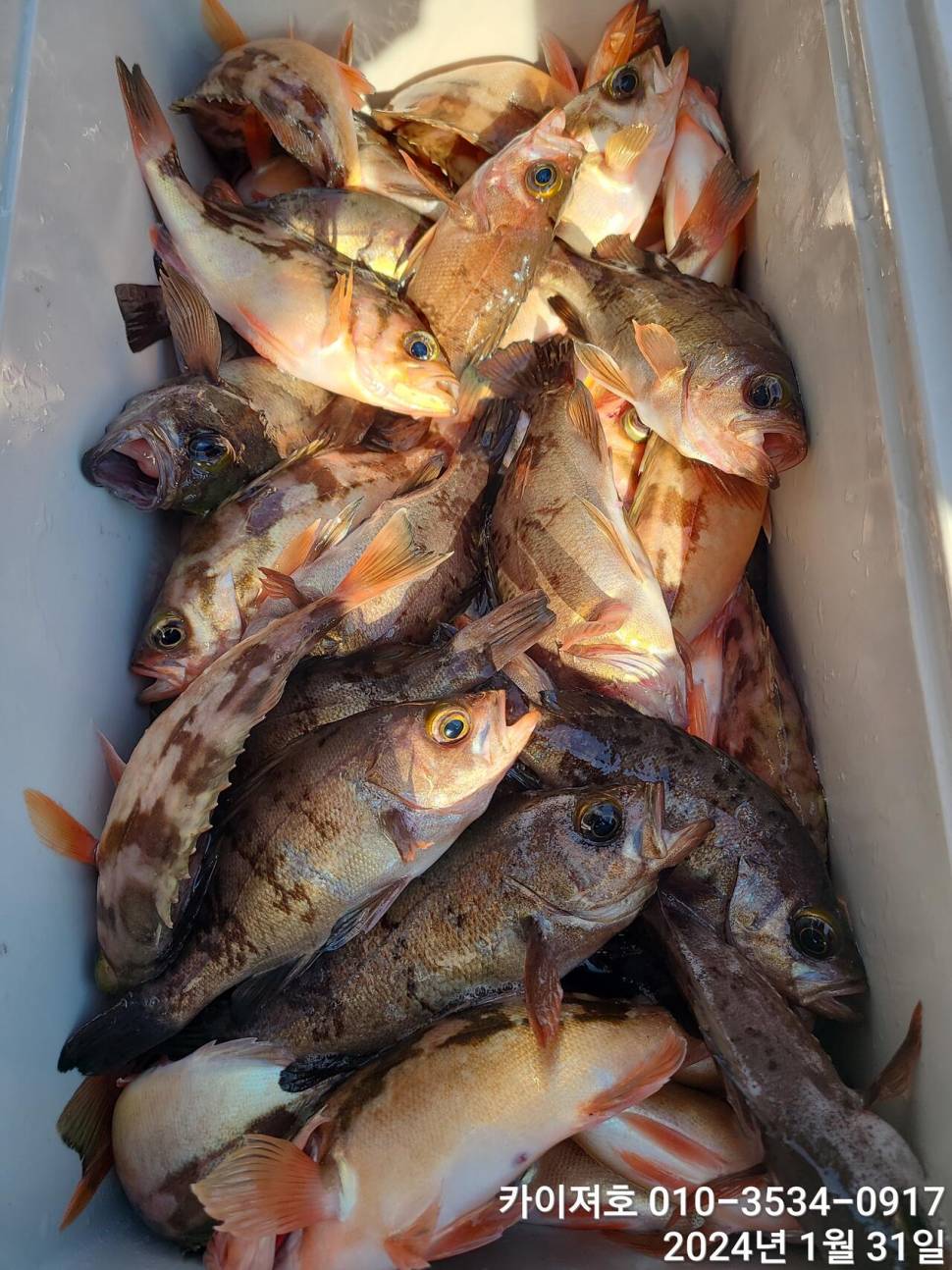 오늘도 볼락열기 만만세 타작 (조황조행기 - 바다선상조황)