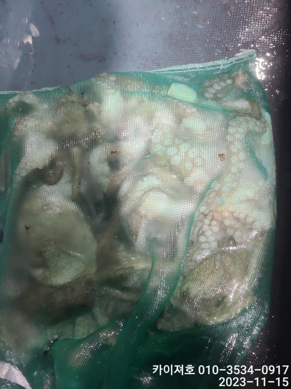 15일 카이져 야간 돌문어 씨알굿 오늘도 역시 (조황조행기 - 바다선상조황)