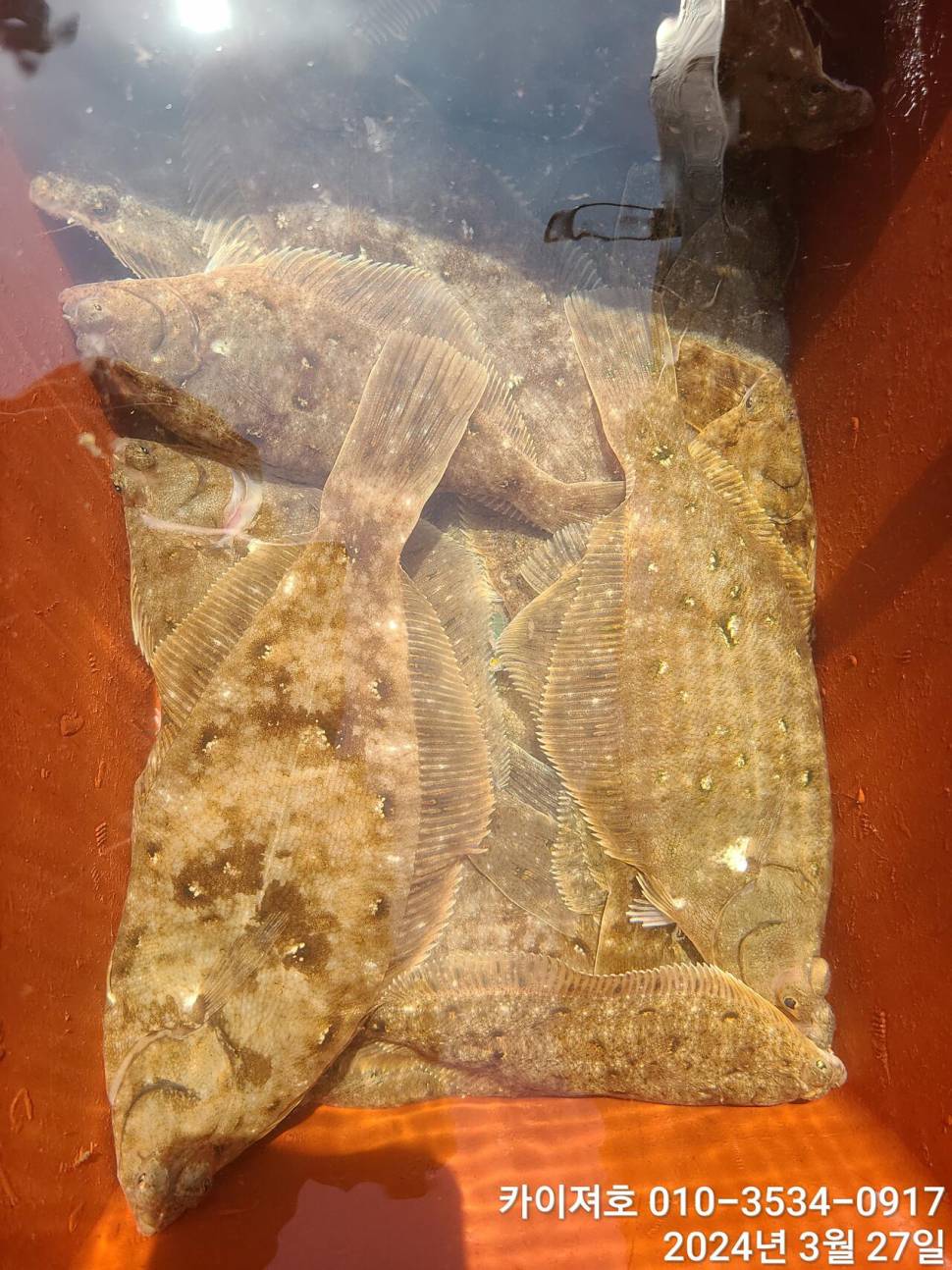 27일오늘도 대폭발 역시나 계속 되는 타작행진 (조황조행기 - 바다선상조황)