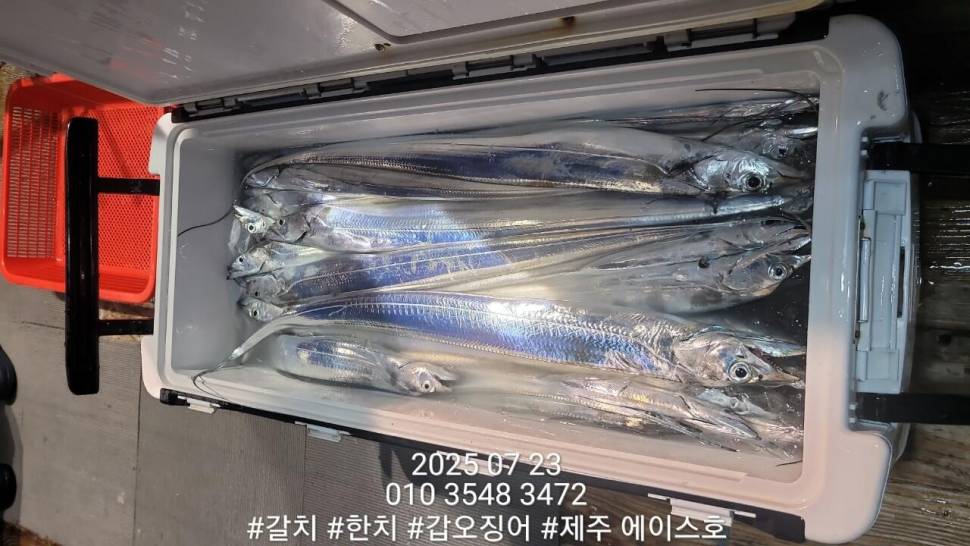 제주에이스호7월2122일북제주권갈치조업조황입니다010 35483472010 3860 3472977톤22인승14석운영 (조황조행기 - 바다선상조황)