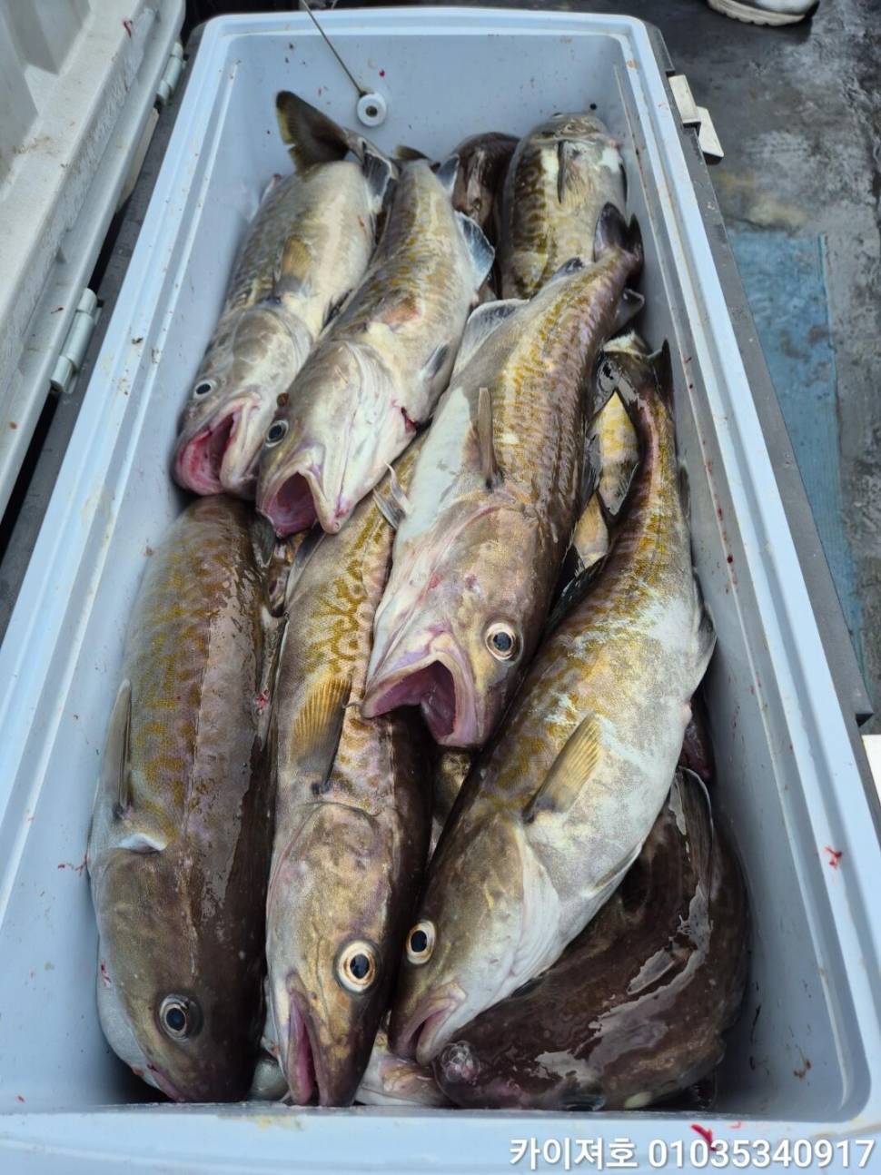 11일대구 대폭팔 타작 (조황조행기 - 바다선상조황)