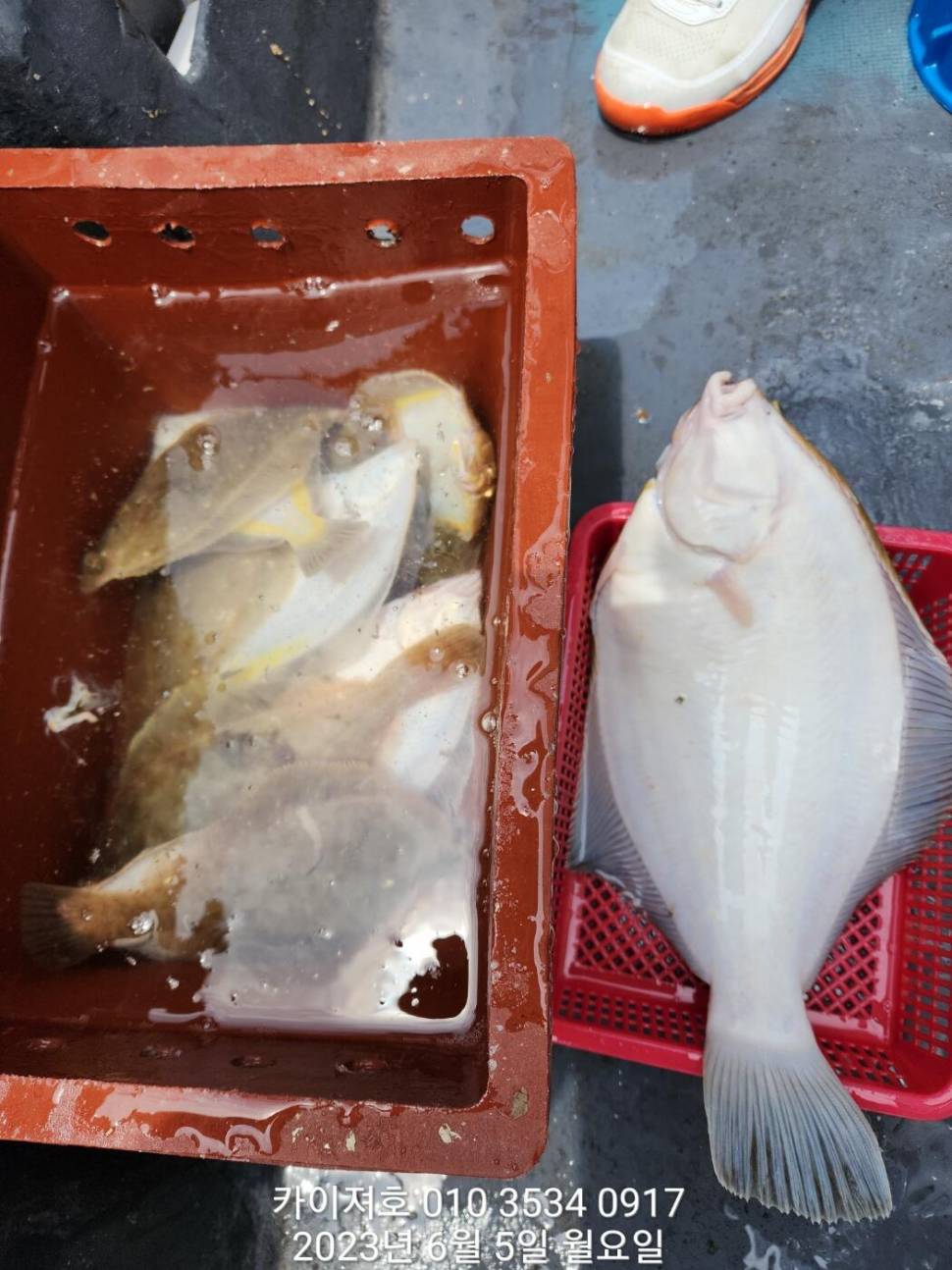 5일 아따 대단해요ㅎ (조황조행기 - 바다선상조황)