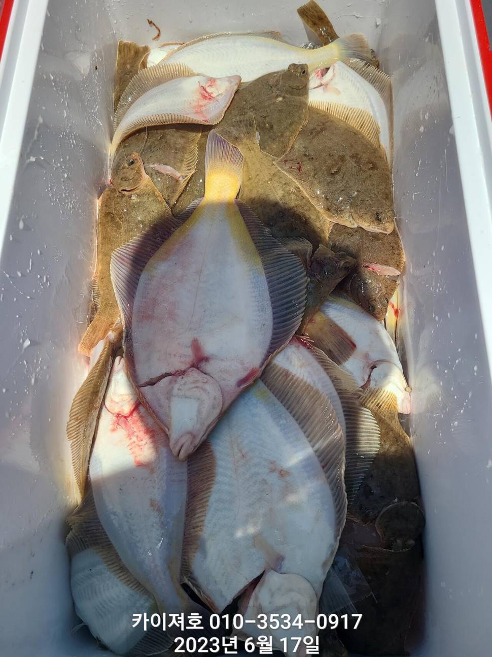 17일오전 왕도다리참가자미 마무리 (조황조행기 - 바다선상조황)
