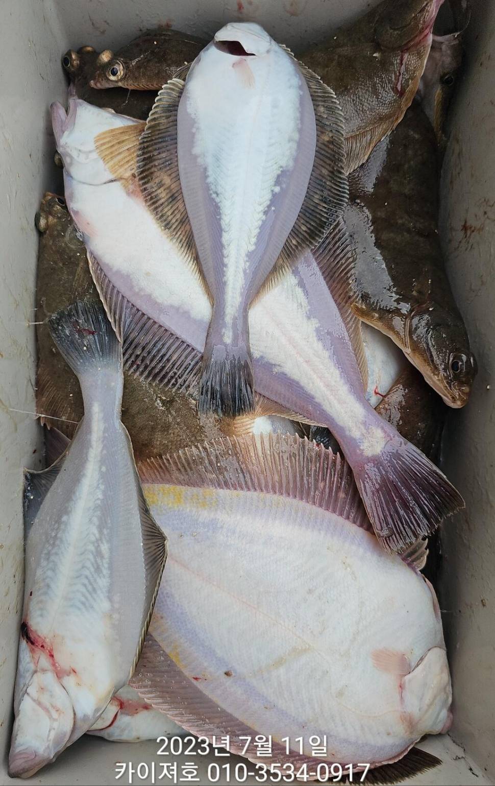 11일오전 타작 보너스도 있네요ㅎ (조황조행기 - 바다선상조황)