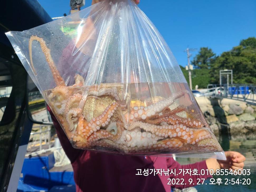 평일 돌문어 호조황 (조황조행기 - 바다선상조황)