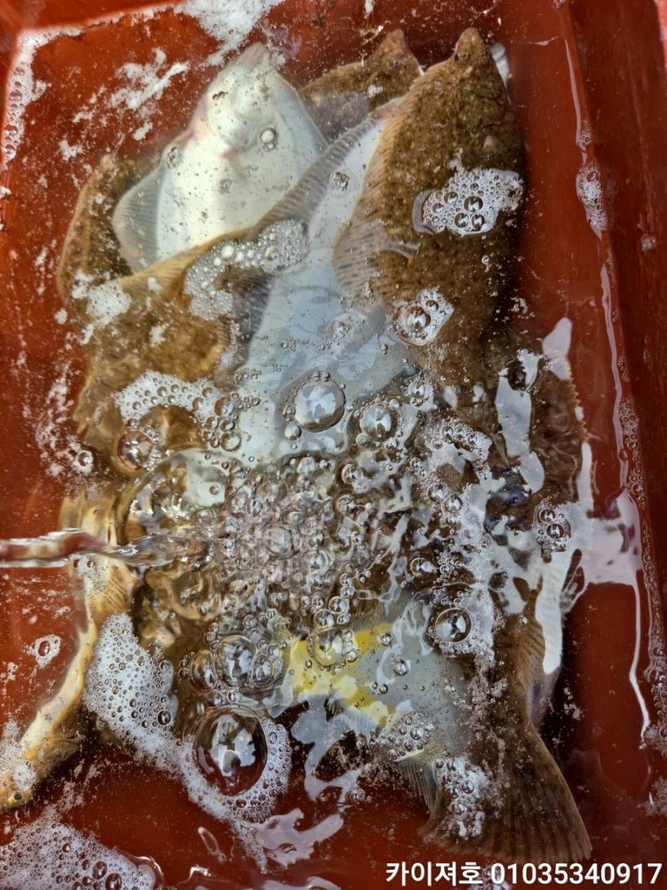 26일왕도다리참가자미 타작 (조황조행기 - 바다선상조황)