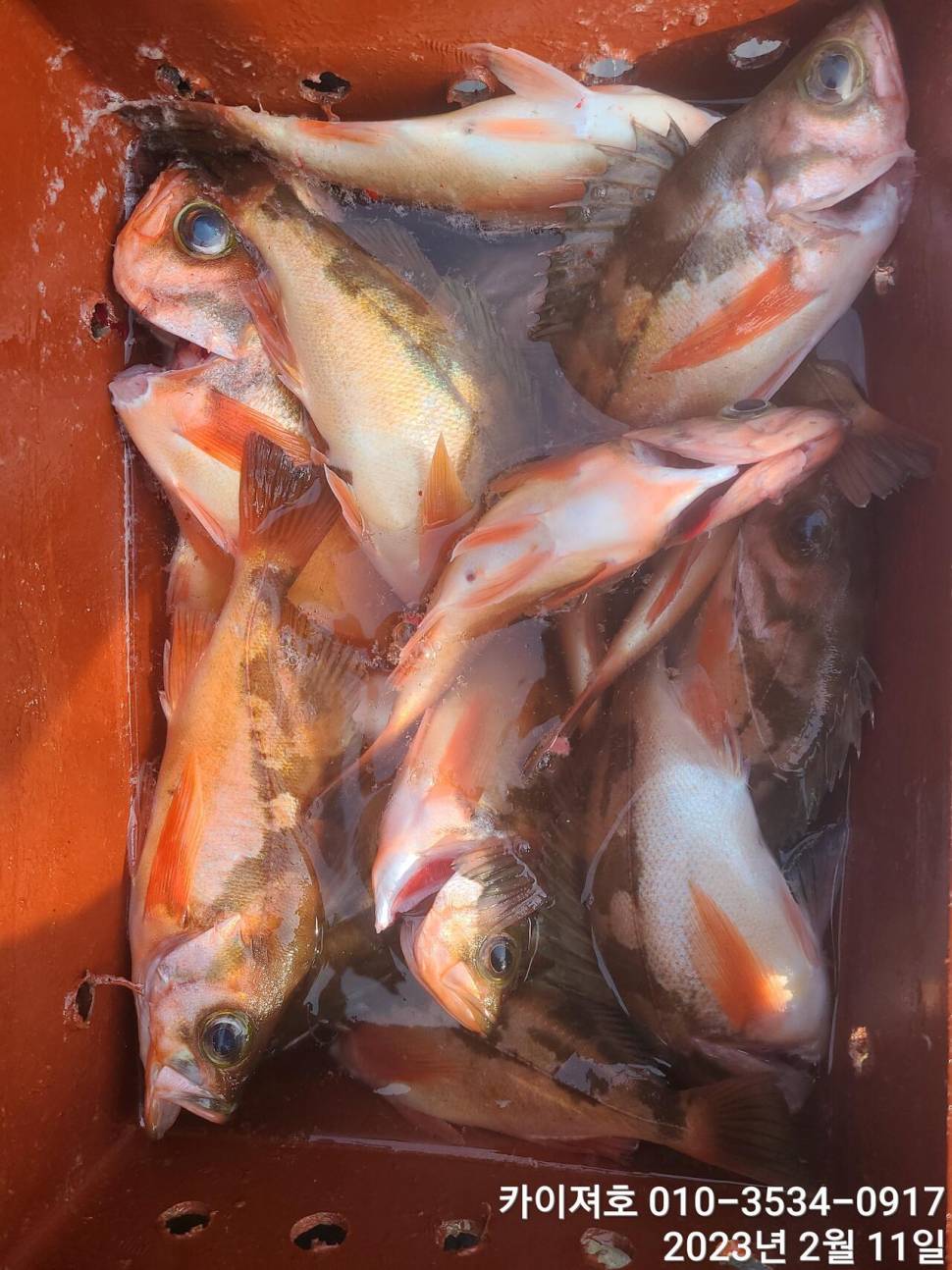 11일오전 왕우럭 왕열기 볼락 마무리 (조황조행기 - 바다선상조황)