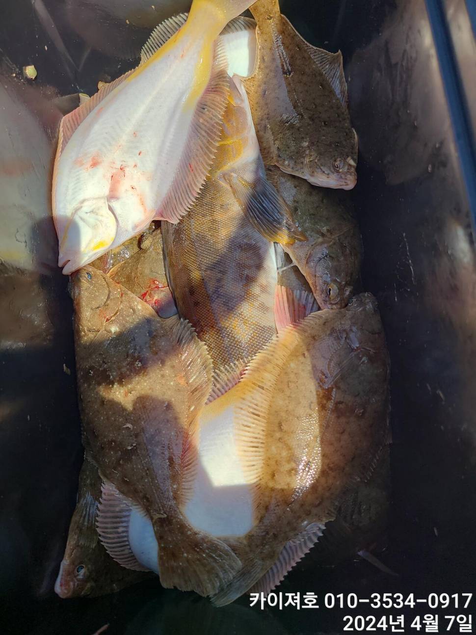 7일 오전 오후마릿수 씨알 대 폭팔 (조황조행기 - 바다선상조황)