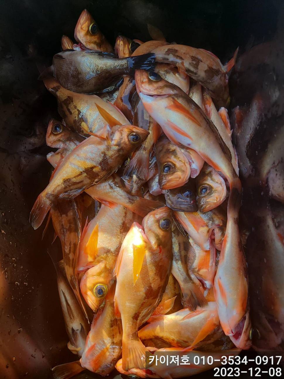 8일오전도 줄줄이 열기 타작 입니다 (조황조행기 - 바다선상조황)
