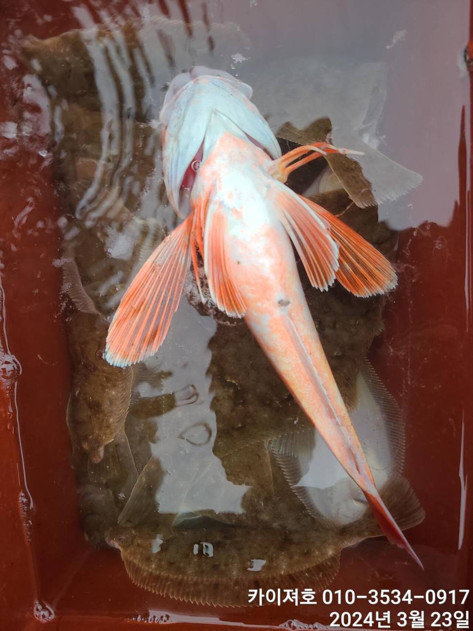 23일오후 대폭발 타작 (조황조행기 - 바다선상조황)