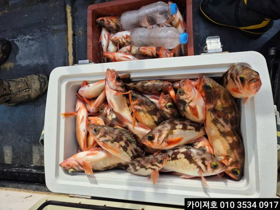 25일어마어마 합니다 우와왕열기왕볼락타작 (조황조행기 - 바다선상조황)