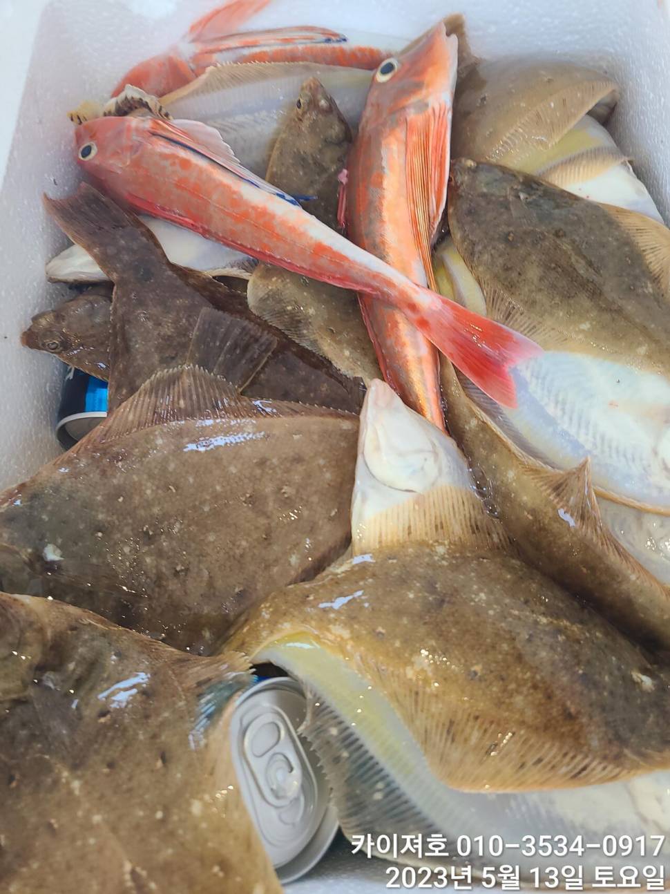 13일오전 도다리참가자미 넉넉히 담았어요 (조황조행기 - 바다선상조황)