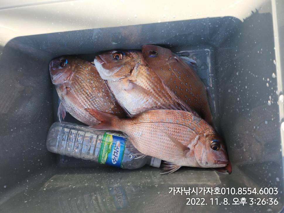 감성돔참돔 선상 갯바위 조황 묵직합니다 (조황조행기 - 바다선상조황)