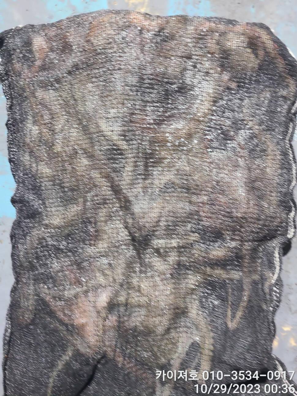 28일포항 야간 돌문어 악조건 속에서도 마릿수 굿 (조황조행기 - 바다선상조황)