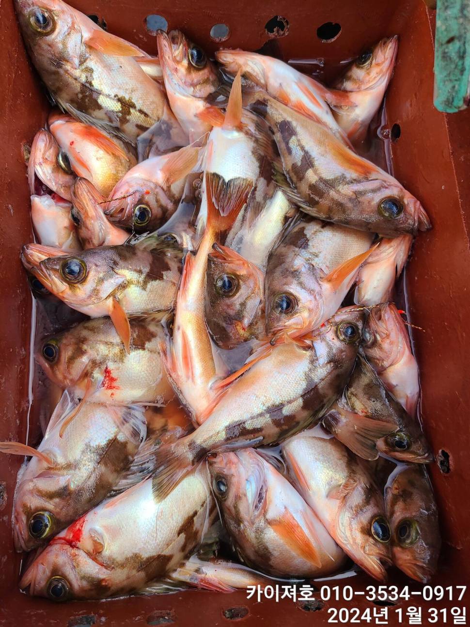 오늘도 볼락열기 만만세 타작 (조황조행기 - 바다선상조황)