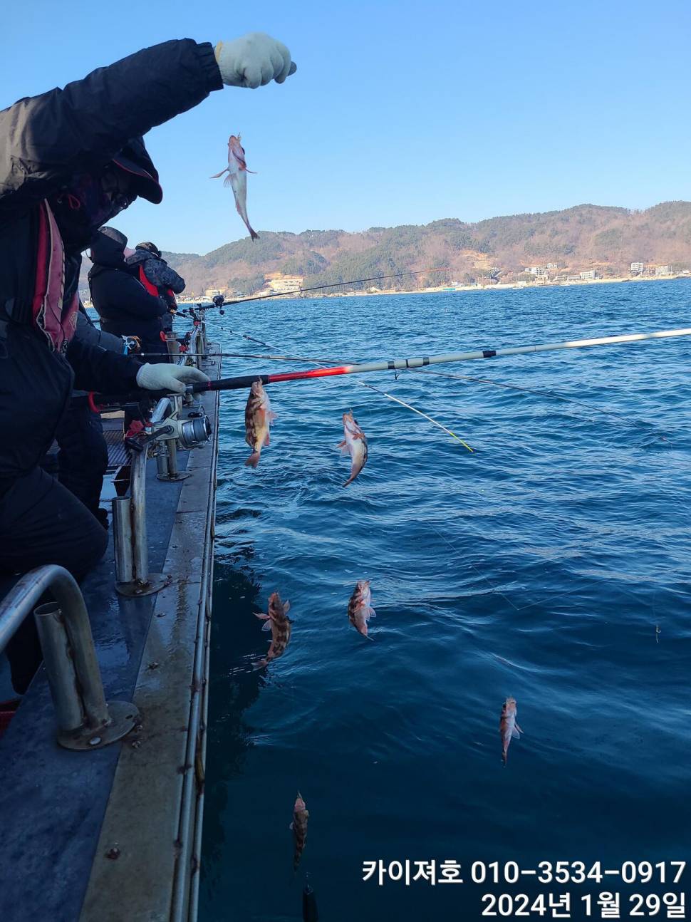 29일오전 볼락 열기 쿨러가 두둑 합니다 (조황조행기 - 바다선상조황)