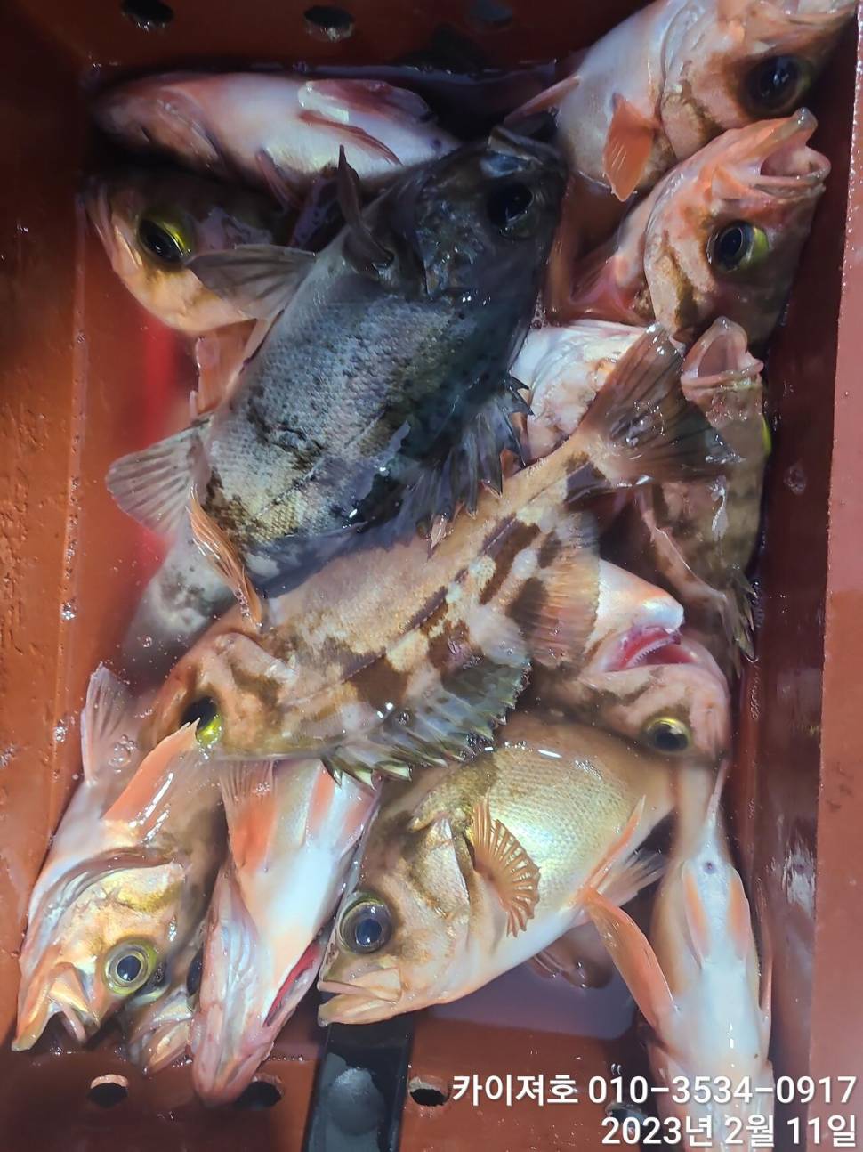 11일오전 왕우럭 왕열기 볼락 마무리 (조황조행기 - 바다선상조황)