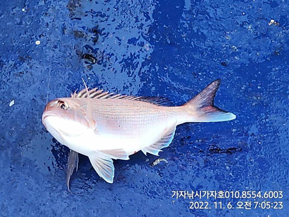 감성돔참돔 짜릿한 손맛 조황입니다 (조황조행기 - 바다선상조황)
