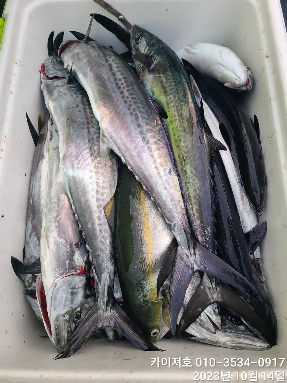 14일통틀 후기오 전후야대삼치방어돌문어 (조황조행기 - 바다선상조황)