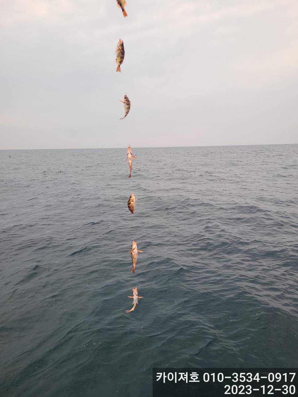 30일오후 볼락열기도 대박 (조황조행기 - 바다선상조황)