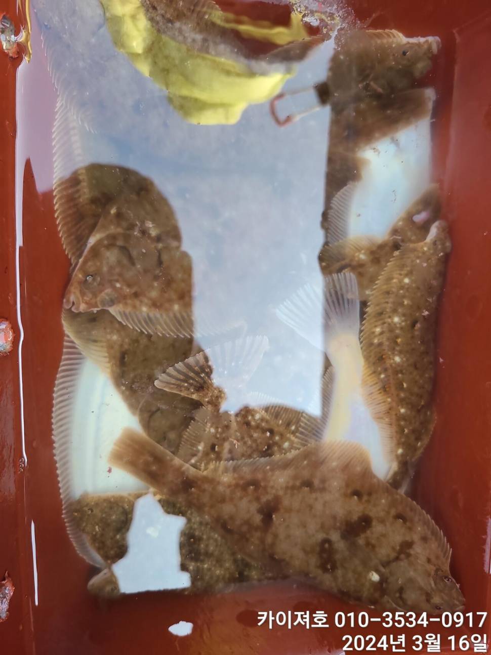 16일오전도 오후도 타작 (조황조행기 - 바다선상조황)